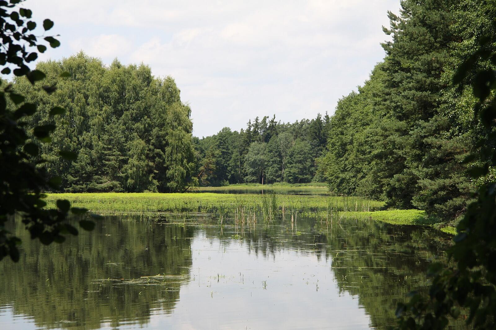 Rybník s lesem na Třeboňsku